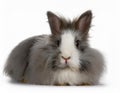 Angora Rabbit, isolated on a white background Royalty Free Stock Photo