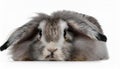 Angora Rabbit, isolated on a white background Royalty Free Stock Photo