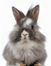 Angora Rabbit, isolated on a white background Royalty Free Stock Photo