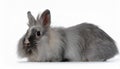 Angora Rabbit, isolated on a white background Royalty Free Stock Photo