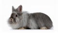 Angora Rabbit, isolated on a white background Royalty Free Stock Photo