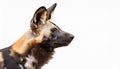 African Wild Dog, isolated on a white background Royalty Free Stock Photo