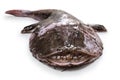 Ankou ( Japanese goosefish ) Royalty Free Stock Photo