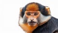 The Rosy-Cheeked Monkey, isolated on a white background. Royalty Free Stock Photo