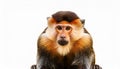 The Rosy-Cheeked Monkey, isolated on a white background. Royalty Free Stock Photo