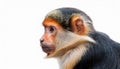 The Rosy-Cheeked Monkey, isolated on a white background. Royalty Free Stock Photo