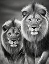 AI-Generated Regal Lion Pair in the Wild Royalty Free Stock Photo
