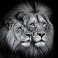 AI-Generated Majestic Lion Pair Portrait Royalty Free Stock Photo