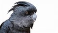 Long-Billed Black Cockatoo, Isolated over white background Royalty Free Stock Photo