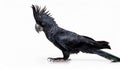 Long-Billed Black Cockatoo, Isolated over white background Royalty Free Stock Photo