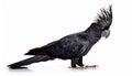 Long-Billed Black Cockatoo, Isolated over white background Royalty Free Stock Photo