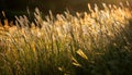 Golden Grassland Sunset Royalty Free Stock Photo