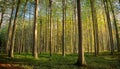 Sunlit Beech Forest Royalty Free Stock Photo