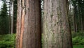Forest Sentinels: Two Tree Trunks Royalty Free Stock Photo