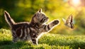 Kitten Chasing Butterfly Royalty Free Stock Photo