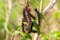 Close up of several hairy caterpillars. Royalty Free Stock Photo