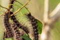 Close up of several hairy caterpillars. Royalty Free Stock Photo
