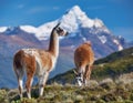 Guanaco (Lama Guanicoe) admiring the Andes. Royalty Free Stock Photo