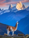 Guanaco (Lama Guanicoe) admiring the Andes. Royalty Free Stock Photo