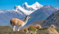 Guanaco (Lama Guanicoe) admiring the Andes. Royalty Free Stock Photo