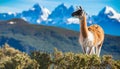 Guanaco (Lama Guanicoe) admiring the Andes. Royalty Free Stock Photo