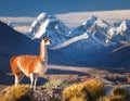 Guanaco (Lama Guanicoe) admiring the Andes. Royalty Free Stock Photo