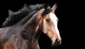 Horses portrait in motion. Horses portrait run isolated on black background Royalty Free Stock Photo