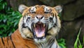 Sumatran tiger roar, critically endangered species with only around 140 left in the wild Royalty Free Stock Photo
