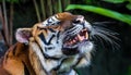 Sumatran tiger roar, critically endangered species with only around 140 left in the wild Royalty Free Stock Photo