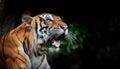 Sumatran tiger roar, critically endangered species with only around 140 left in the wild Royalty Free Stock Photo