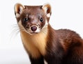 Marten, isolated on a white background, Ultra Realistic Royalty Free Stock Photo