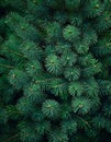 Background of green spruce branches. Close-up. Nature. Royalty Free Stock Photo