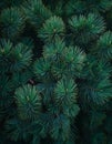 Background of green spruce branches. Close-up. Nature. Royalty Free Stock Photo