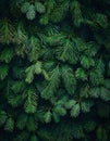 Background of green spruce branches. Close-up. Nature. Royalty Free Stock Photo