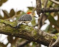 Red-bellied woodpecker on a tree limb in Dallas, Texas. Royalty Free Stock Photo