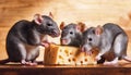 A group of rats gnawing on a piece of cheese. Royalty Free Stock Photo