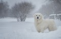 Great Pyrenees dog standing in the snow. Generative AI Royalty Free Stock Photo
