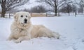 Great Pyrenees dog lying in the snow. Generative AI Royalty Free Stock Photo