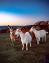 Serene Trio: Three Friendly Goats Grazing in a Grassy Field. Royalty Free Stock Photo