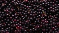 Elderberry - Food Pattern - Generated by Ai. Royalty Free Stock Photo