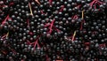 Elderberry - Food Pattern - Generated by Ai. Royalty Free Stock Photo