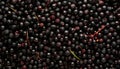 Elderberry - Food Pattern - Generated by Ai. Royalty Free Stock Photo