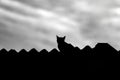A cat on the roof of the house. Royalty Free Stock Photo