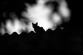 A cat on the roof of the house. Royalty Free Stock Photo