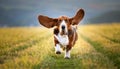 Basset Hound in motion. Royalty Free Stock Photo