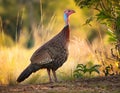 The Australian brushturkey Royalty Free Stock Photo