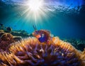 Mandarinfish Swimming in the Sea with Sun Rays passing through the sea Royalty Free Stock Photo