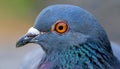 Pigeon eyes. Pigeon (Columba livia) eyes Royalty Free Stock Photo