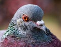 Pigeon eyes. Pigeon (Columba livia) eyes Royalty Free Stock Photo