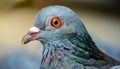 Pigeon eyes. Pigeon (Columba livia) eyes Royalty Free Stock Photo